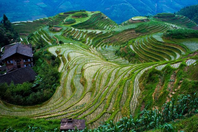 Longsheng Rice Terraces